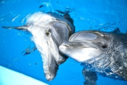 достопримечательности Евпатории - Евпаторийский дельфинарий
